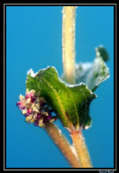 Potamogeton sp., Pondweed, found in our lakes. Here detai... by Daniel Strub 